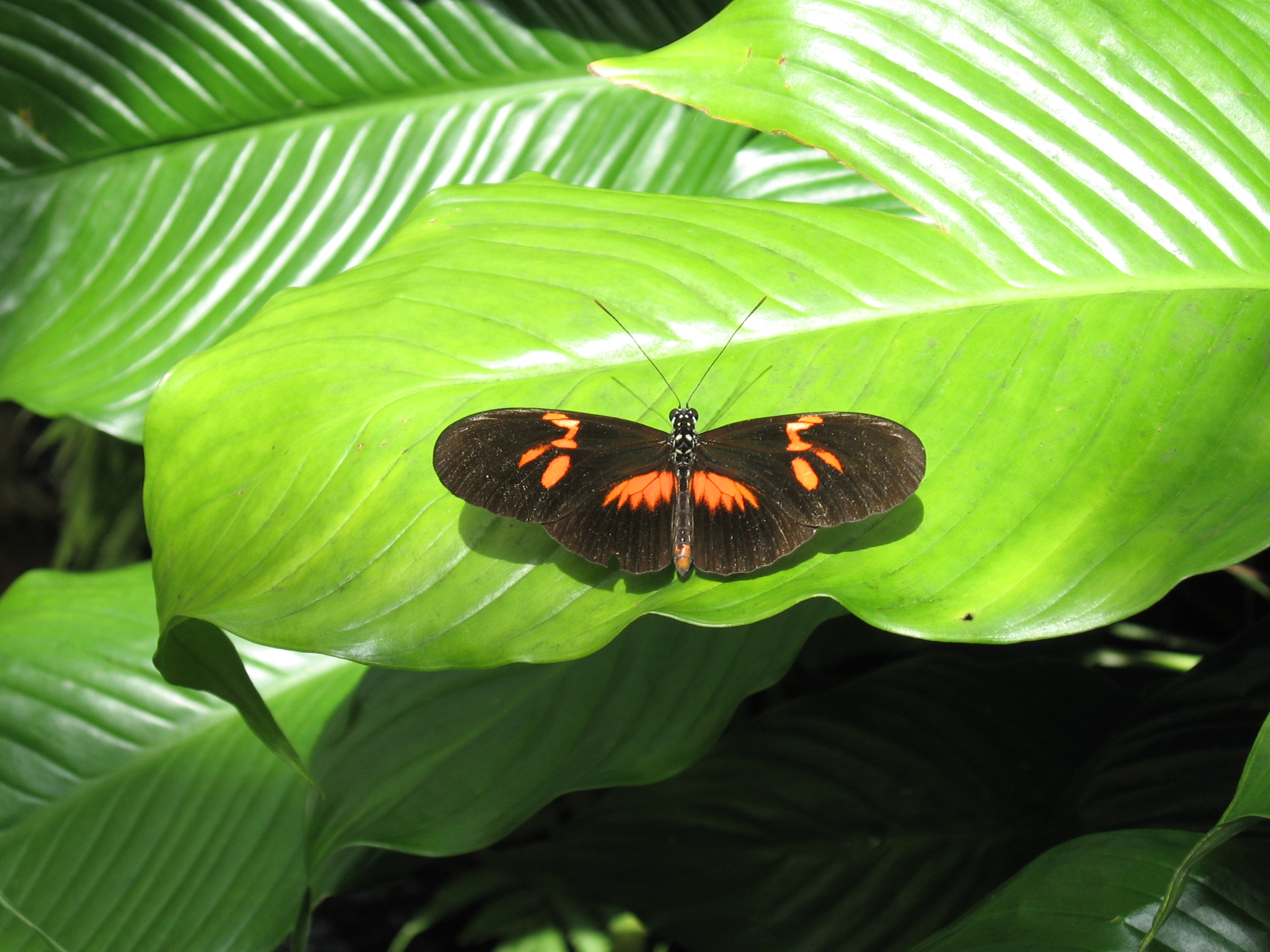 A wonderful surprise in Germany at the Insel Mainau Butterfly House (Konstanz)