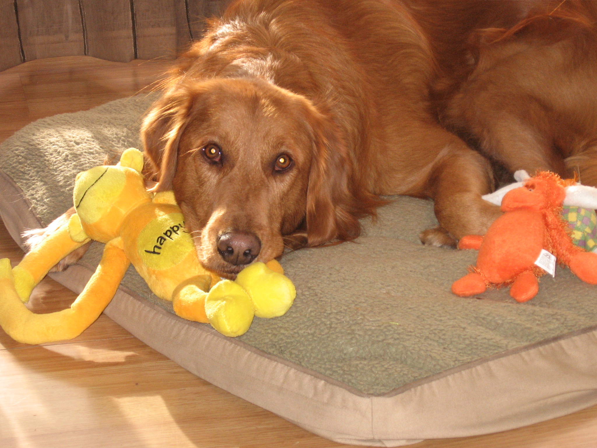 Harley_LoukaAnimals3_Nov20_2007