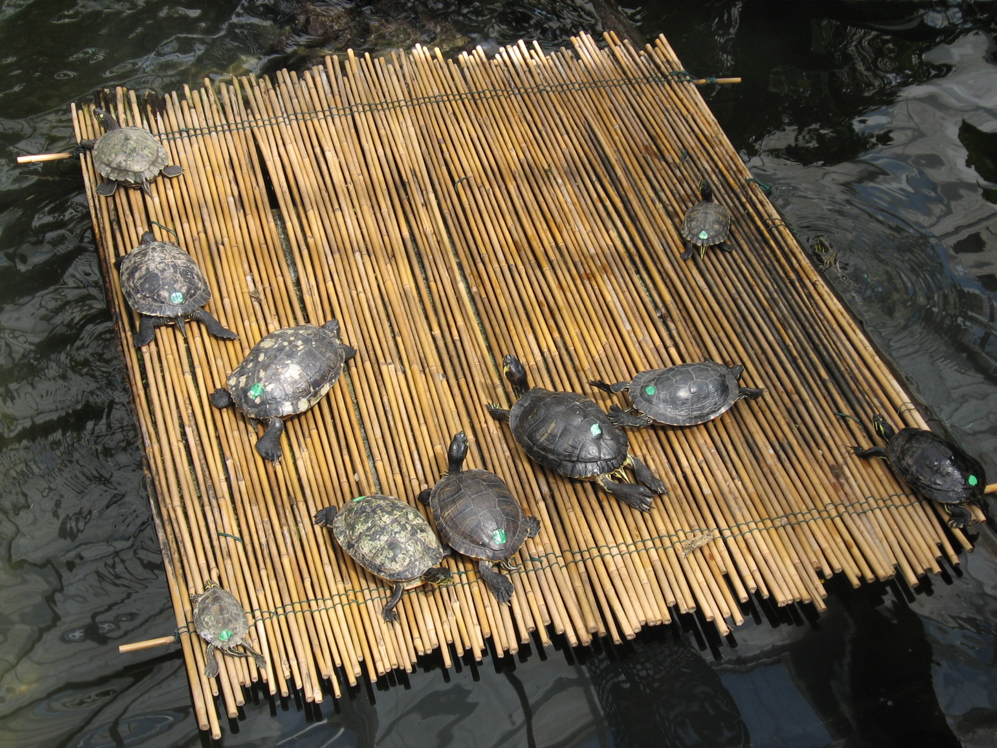 Insel Mainau_Butterfly House Turtles_May2009