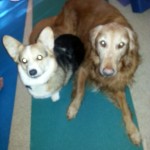 Guthrie (corgi) and Harley (golden retriever)